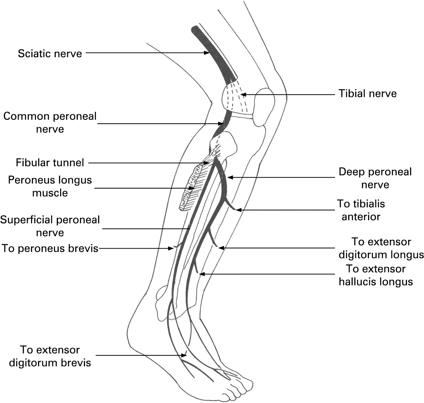 superficial peroneal nerve distribution