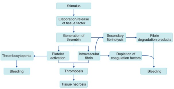 Disseminated Intravascular Coagulation Dic Stepwards