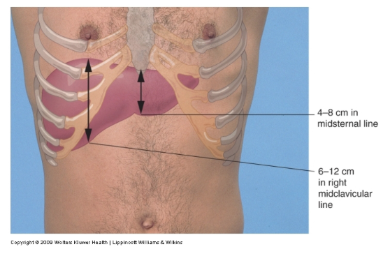 Abdominal Exam Stepwards