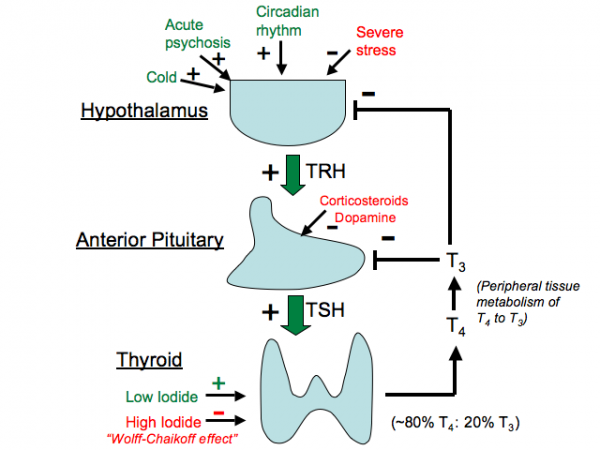 Thyroid Hormone (T4/T3) Axis -