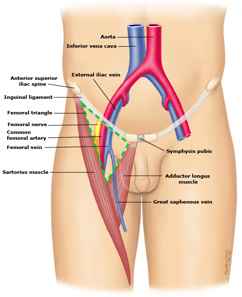 Anatomy of the common femoral artery (source)