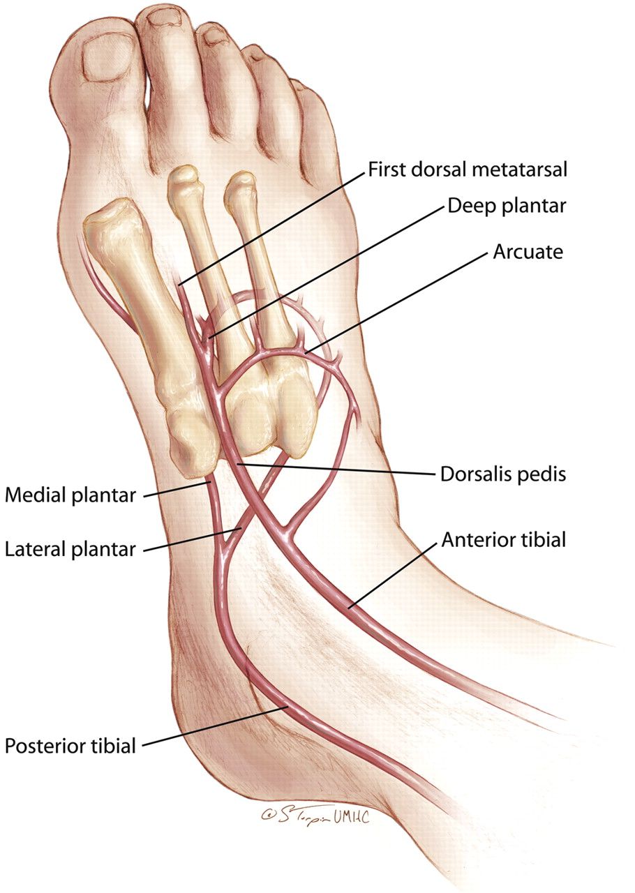 Dorsalis Pedis Artery Stepwards