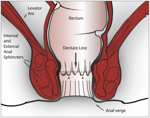 Dentate Line Stepwards
