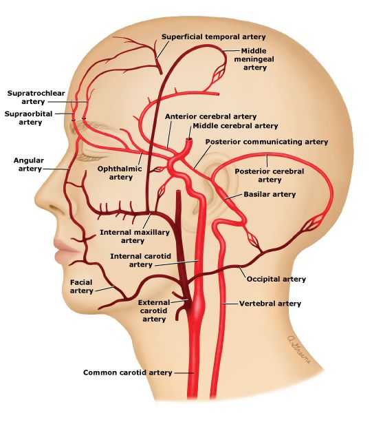 internal carotid artery model