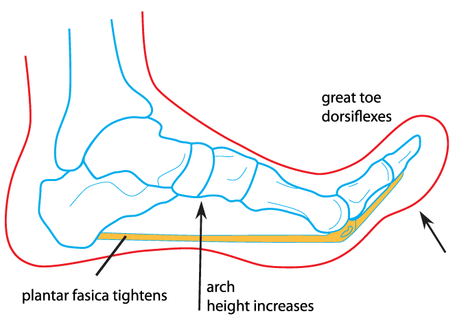 The basic windlass test will stretch the plantar fascia to assess for pain (source)