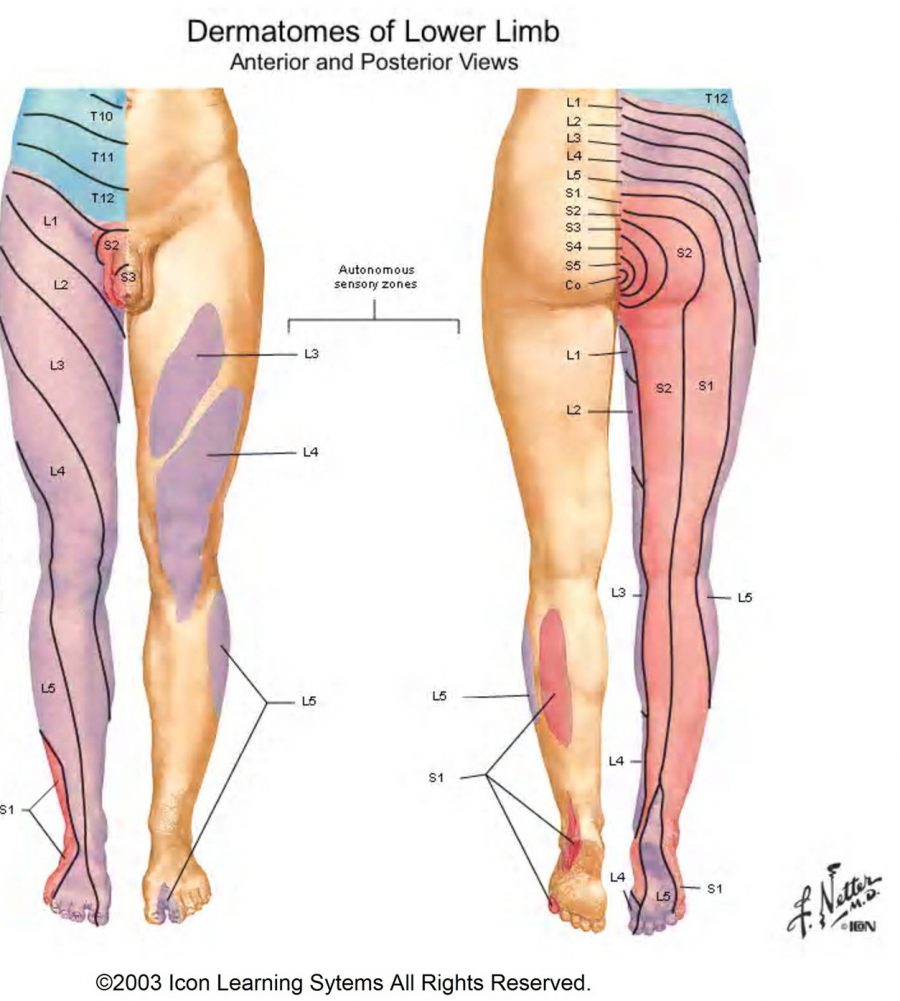 Sensory Dermatomes Of The Body Stepwards