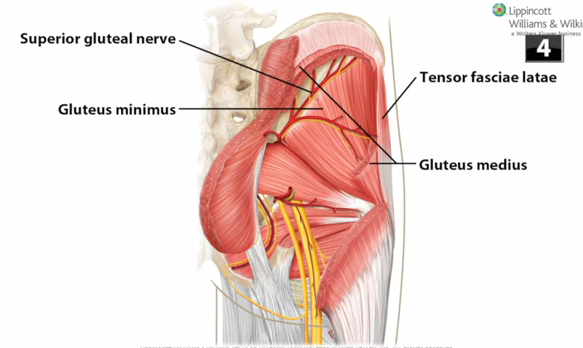 superior gluteal nerve entrapment