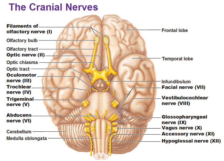 A Guide To The Cranial Nerves Stepwards
