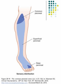 Common Peroneal Nerve - Stepwards