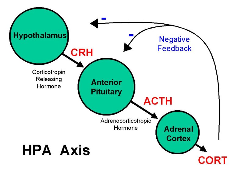 Cortisol Hormone Axis - Stepwards