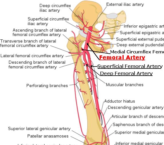 Superficial Femoral Artery - Stepwards