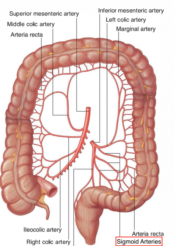 Sigmoid Arteries/Sigmoid Branches - Stepwards