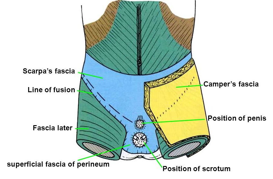 Camper Fascia – Stepwards