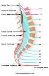 Cauda Equina Syndrome - Stepwards