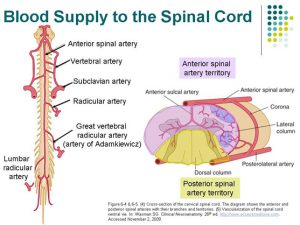 Anterior Spinal Artery - Stepwards