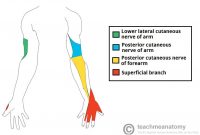 Radial Nerve - Stepwards