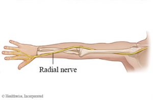 Radial Nerve - Stepwards