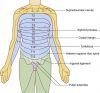 Sensory Dermatomes Of The Body - Stepwards