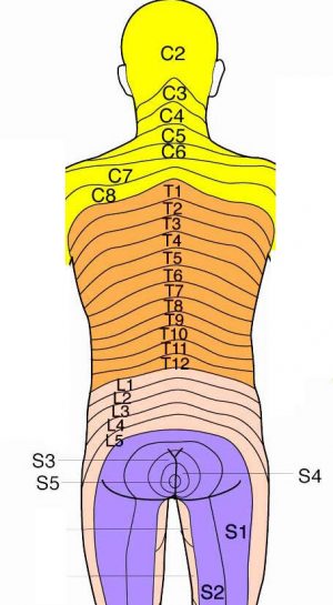 Sensory Dermatomes Of The Body - Stepwards