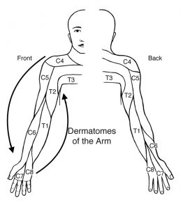 Sensory Dermatomes Of The Body - Stepwards