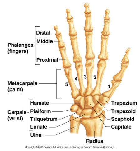 Radiological Anatomy: Triquetrum - Stepwards