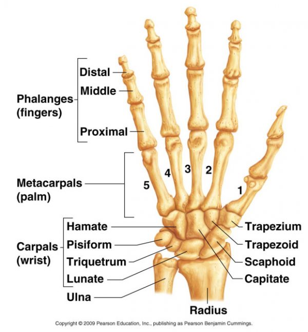 Radiological Anatomy: Triquetrum - Stepwards