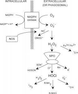 Myeloperoxidase Deficiency - Stepwards