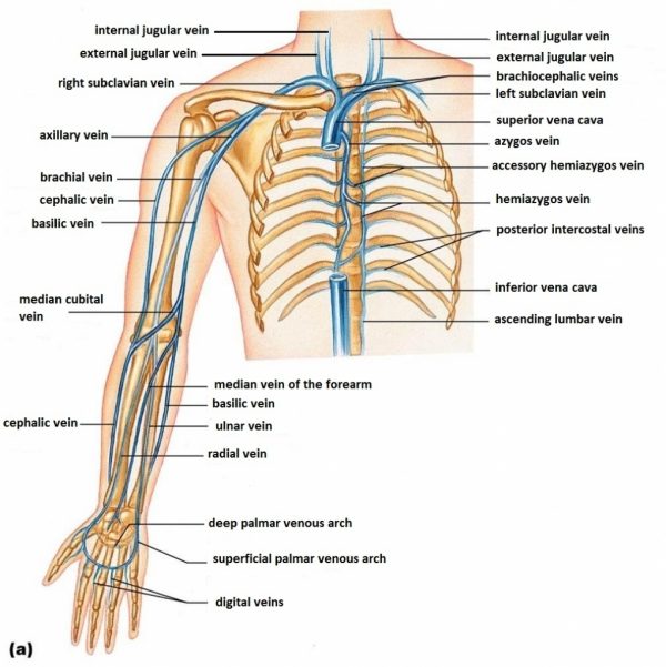 Basilic Vein - Stepwards