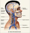 Internal Jugular Vein - Stepwards