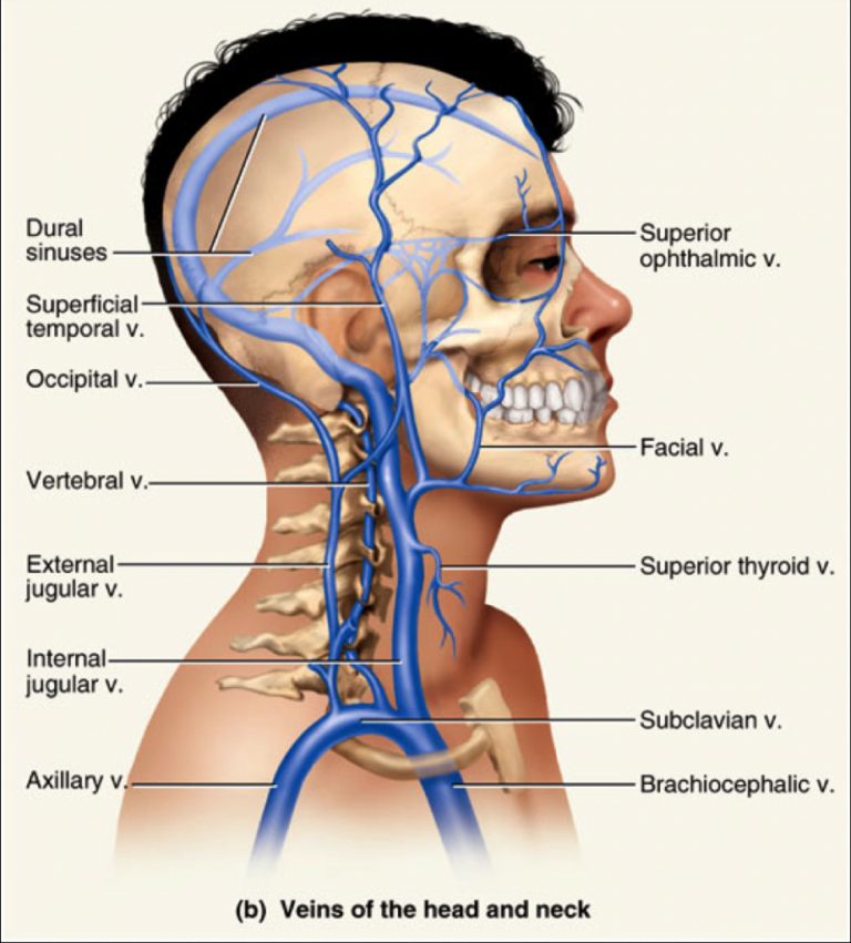 internal-jugular-vein-stepwards