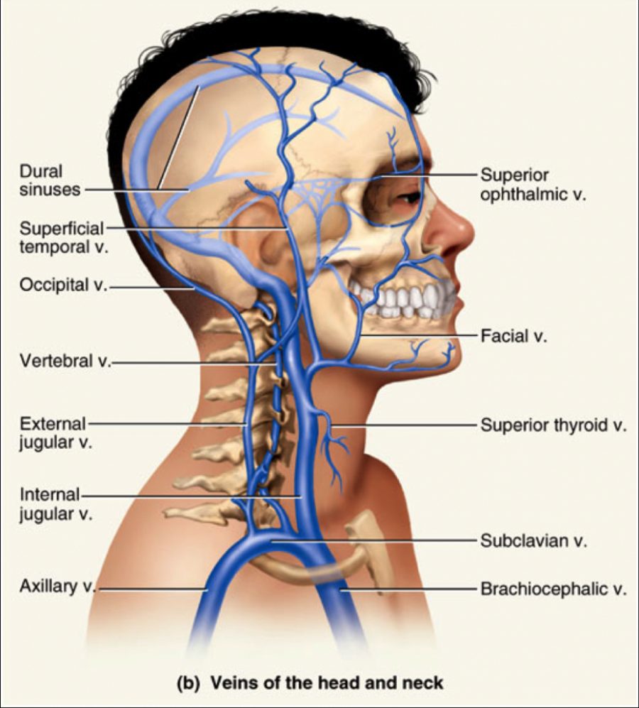 Internal Jugular Vein - Stepwards