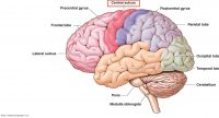 Landmarks In The Brain: Central Sulcus - Stepwards