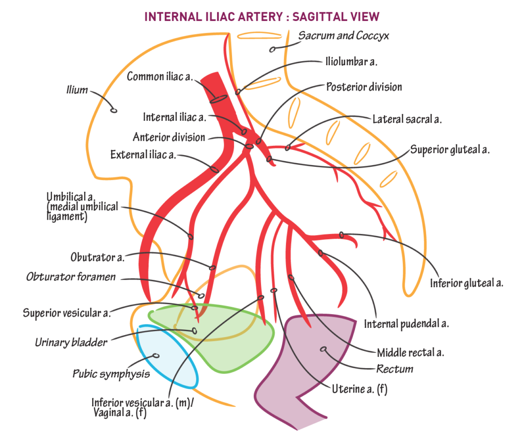 Superior Gluteal Artery - Stepwards